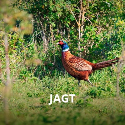 Jagt